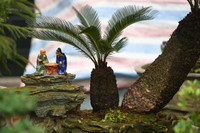 Ngắm bonsai mini giá hàng chục triệu đồng ở Hà Nội