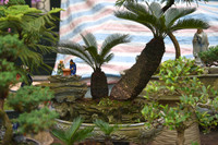 Ngắm bonsai mini giá hàng chục triệu đồng ở Hà Nội