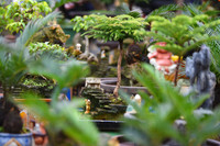 Ngắm bonsai mini giá hàng chục triệu đồng ở Hà Nội