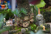 Ngắm bonsai mini giá hàng chục triệu đồng ở Hà Nội