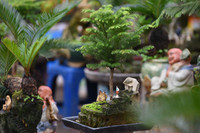 Ngắm bonsai mini giá hàng chục triệu đồng ở Hà Nội