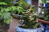 Ngắm bonsai mini giá hàng chục triệu đồng ở Hà Nội