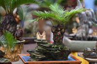 Ngắm bonsai mini giá hàng chục triệu đồng ở Hà Nội