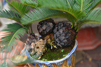 Ngắm bonsai mini giá hàng chục triệu đồng ở Hà Nội