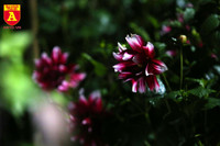 Đêm trắng ở làng hoa Khương Hạ