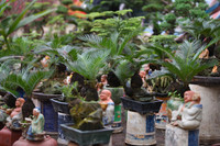 Ngắm bonsai mini giá hàng chục triệu đồng ở Hà Nội