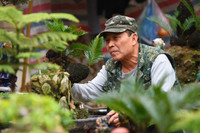 Ngắm bonsai mini giá hàng chục triệu đồng ở Hà Nội