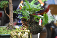 Ngắm bonsai mini giá hàng chục triệu đồng ở Hà Nội