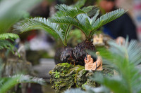 Ngắm bonsai mini giá hàng chục triệu đồng ở Hà Nội