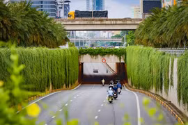 Hà Nội thí điểm trồng cây leo quanh trụ đường sắt trên cao, chân cầu vượt, nhà chờ xe buýt