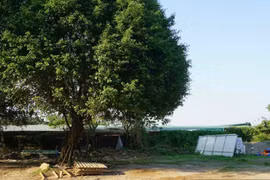Giao gần 6.500m2 đất đấu giá ở Phú Diễn cho Công ty Nhà Haland xây nhà ở thấp tầng