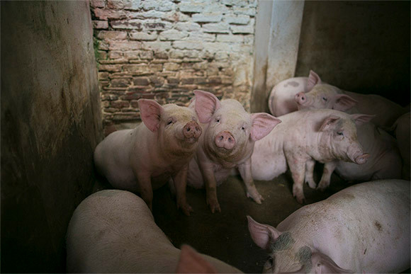 Thổ Hà, ngôi làng cổ kính bên dòng sông Cầu thơ mộng ảnh 7 Thổ Hà, ngôi làng cổ kính bên dòng sông Cầu thơ mộng ảnh 7