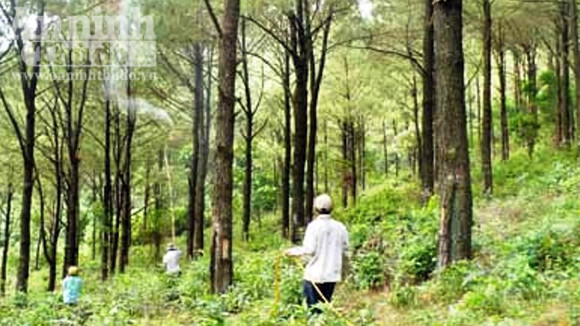 Kinh sợ hàng trăm con sâu róm bâu kín mỗi cây thông ảnh 1