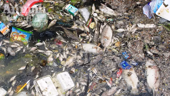 Cá chết, đồng ruộng bỏ hoang vì nguồn nước ỗ nhiễm ảnh 1