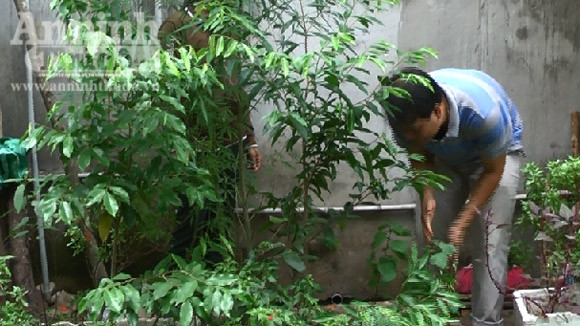 Trồng cây cần sa để... nuôi dế ảnh 1