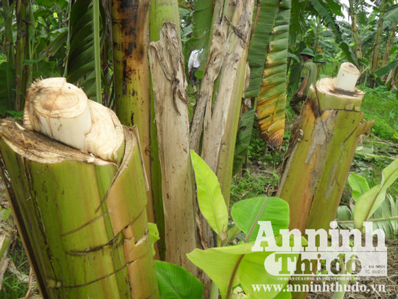  Kinh hoàng: Đốt nhà, nổ súng truy sát trong vườn chuối ảnh 3