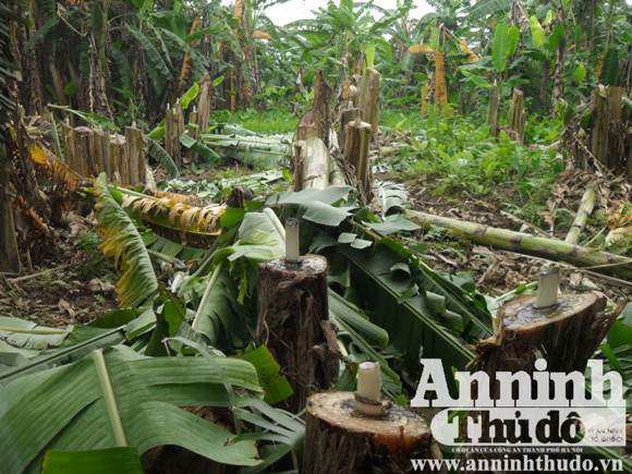  Kinh hoàng: Đốt nhà, nổ súng truy sát trong vườn chuối ảnh 8