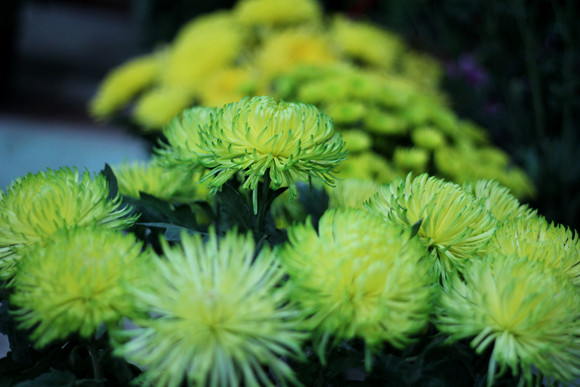 Về Quảng Ninh ghé thăm lễ hội hoa cúc ảnh 7