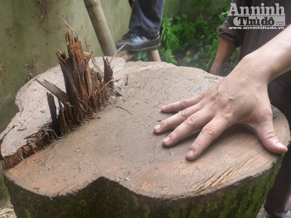 Đêm mưa, cây sưa 70 năm tuổi bị đốn hạ giữa vườn chùa ảnh 3