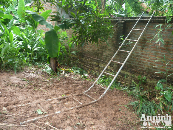 Đêm mưa, cây sưa 70 năm tuổi bị đốn hạ giữa vườn chùa ảnh 4