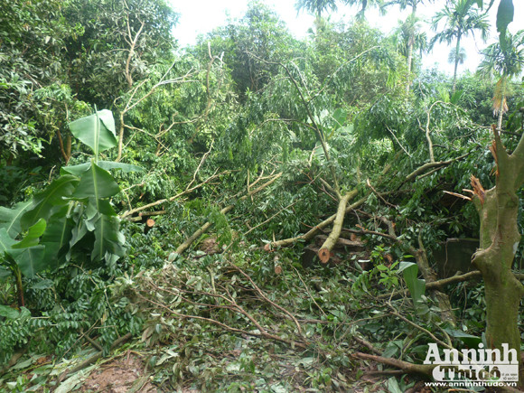 Đêm mưa, cây sưa 70 năm tuổi bị đốn hạ giữa vườn chùa ảnh 5