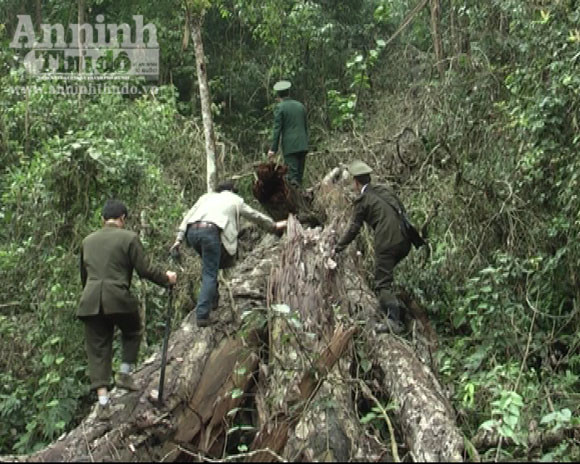Triệt hạ gỗ nghiến vài trăm tuổi để lấy... thớt bán qua biên giới ảnh 4