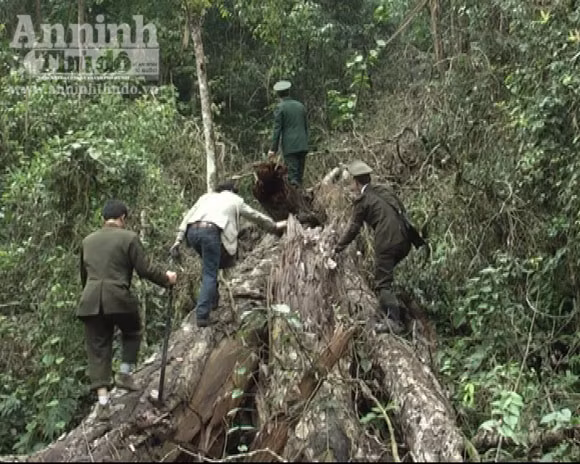 Triệt hạ gỗ nghiến vài trăm tuổi để lấy... thớt bán qua biên giới ảnh 4