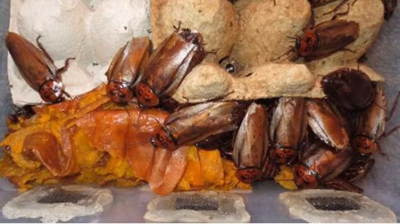 Nuôi hơn... 200.000 con gián làm thú cưng ảnh 1