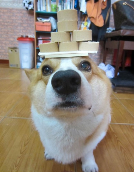 Thú vị chú chó có thể giữ thăng bằng mọi vật trên đầu ảnh 3