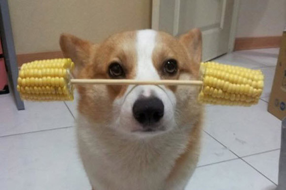 Thú vị chú chó có thể giữ thăng bằng mọi vật trên đầu ảnh 2