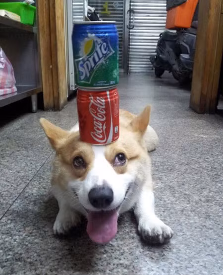 Thú vị chú chó có thể giữ thăng bằng mọi vật trên đầu ảnh 6