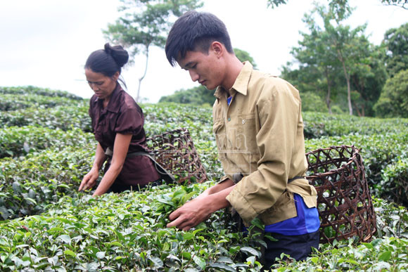 Thủ khoa "đất chè" và ước mơ trở thành bác sỹ ảnh 2