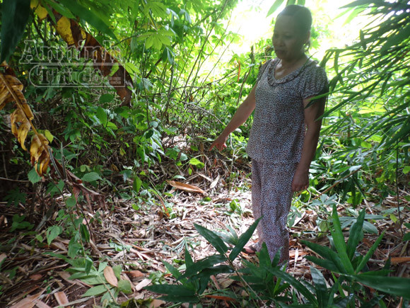 Bé gái 10 ngày tuổi bị bỏ rơi ở bụi tre, dòi, kiến bâu đầy người ảnh 2