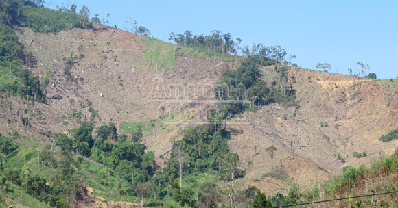 Rừng giáp ranh bị tàn phá tan hoang để lấy đất làm rẫy ảnh 1