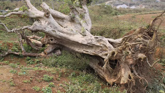 Kỳ bí “ma sung” ở Na Hang ảnh 2
