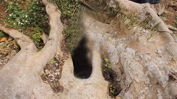 Kỳ bí “ma sung” ở Na Hang ảnh 1