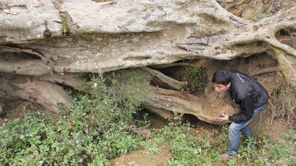 Kỳ bí “ma sung” ở Na Hang ảnh 3