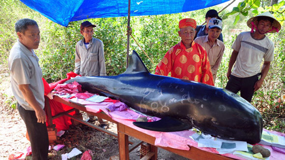 Chịu lỗ hàng chục triệu đồng, đưa cá voi 5 tấn về đất liền an táng ảnh 1