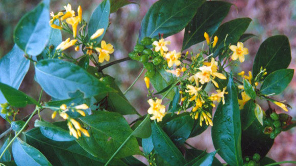 "Lời ru buồn" mang tên lá ngón ảnh 1