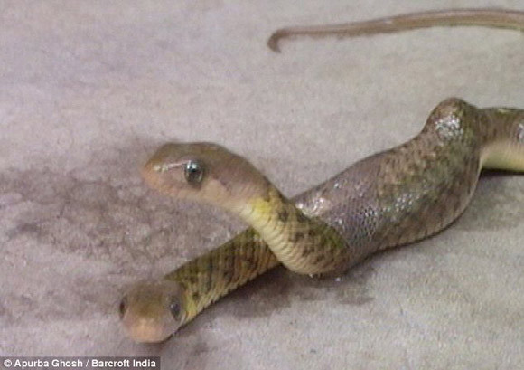 Rắn hai đầu xuất hiện ở Ấn Độ ảnh 1