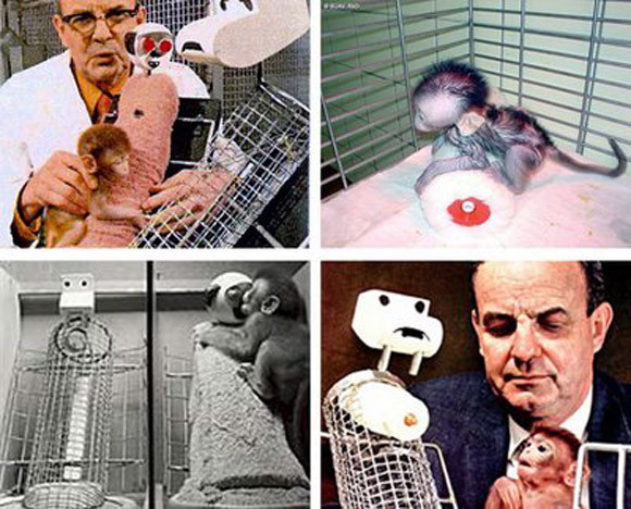 10 thí nghiệm tâm lý vô nhân tính trong lịch sử nhân loại (2) ảnh 4