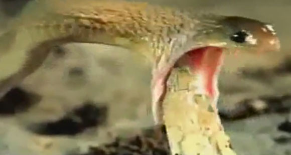 Ly kỳ chuyện rắn ăn trứng biết... bỏ vỏ ảnh 3