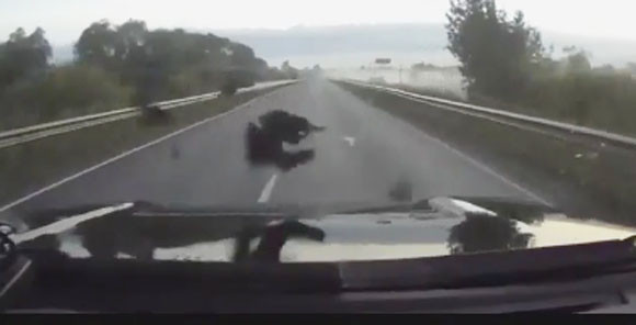 Clip ô tô đang lưu thông bị đàn quạ "tấn công" ảnh 2