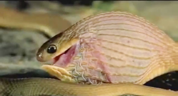 Ly kỳ chuyện rắn ăn trứng biết... bỏ vỏ ảnh 2