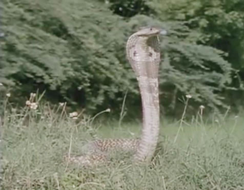 Cuộc chiến sinh tử giữa chồn hôi và rắn hổ mang ảnh 2