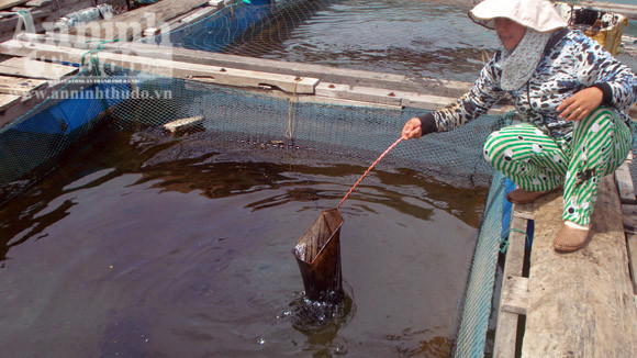 Tràn dầu trên biển Quy Nhơn, hàng chục ngư dân đang điêu đứng ảnh 1