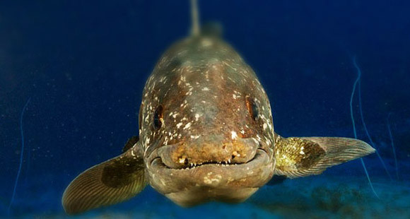 Quái vật hồ Loch Ness: Huyền thoại, sự thật, hay là trò câu khách? ảnh 2