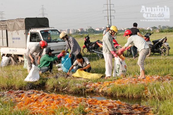 Đổ hàng nghìn hộp tân dược ra cánh đồng ảnh 4