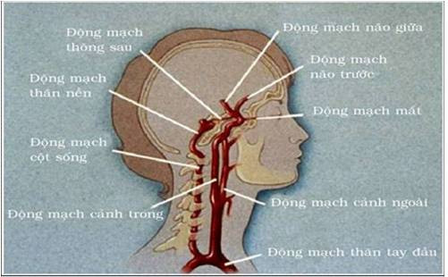 Thường thức về tai biến mạch máu não ảnh 1