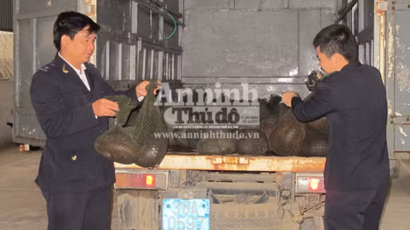 Bắt giữ vụ vận chuyển trái phép 500kg tê tê ảnh 1